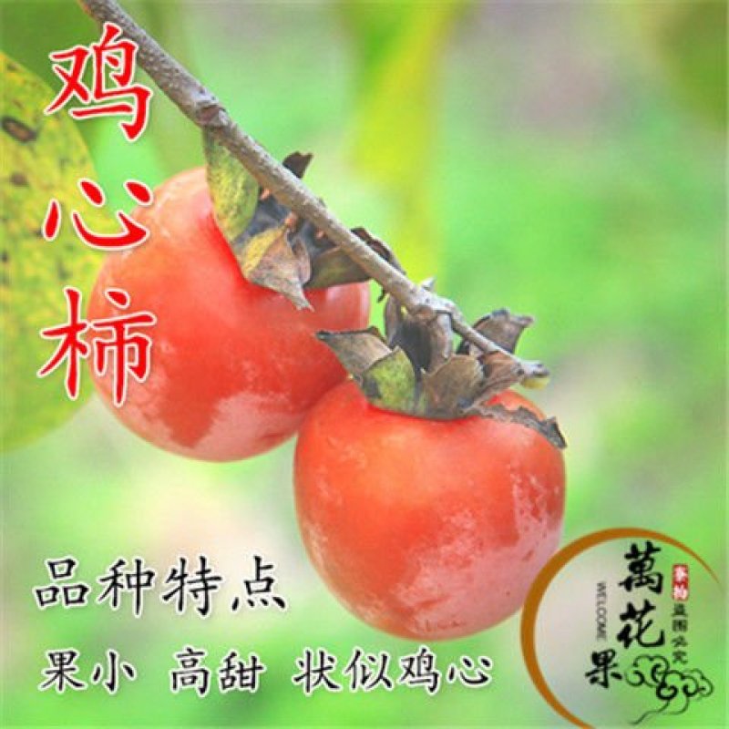 柿子苗，脆甜柿子苗，黑柿子苗-软柿子苗～品种保证