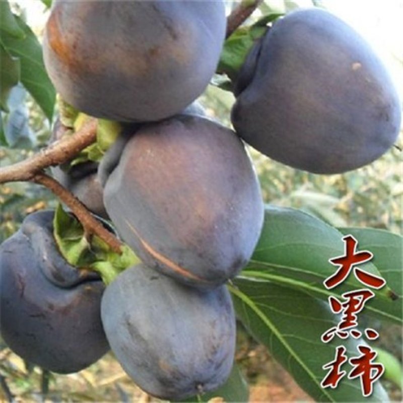 柿子苗，脆甜柿子苗，黑柿子苗-软柿子苗～品种保证