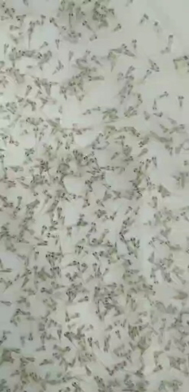 罗氏沼虾/大头虾苗/全国包邮。