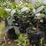 台湾四季番石榴树家庭庭院种植袋种盆种开花带果