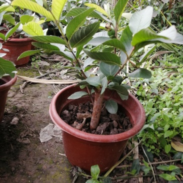 台湾四季番石榴树家庭庭院种植袋种盆种开花带果