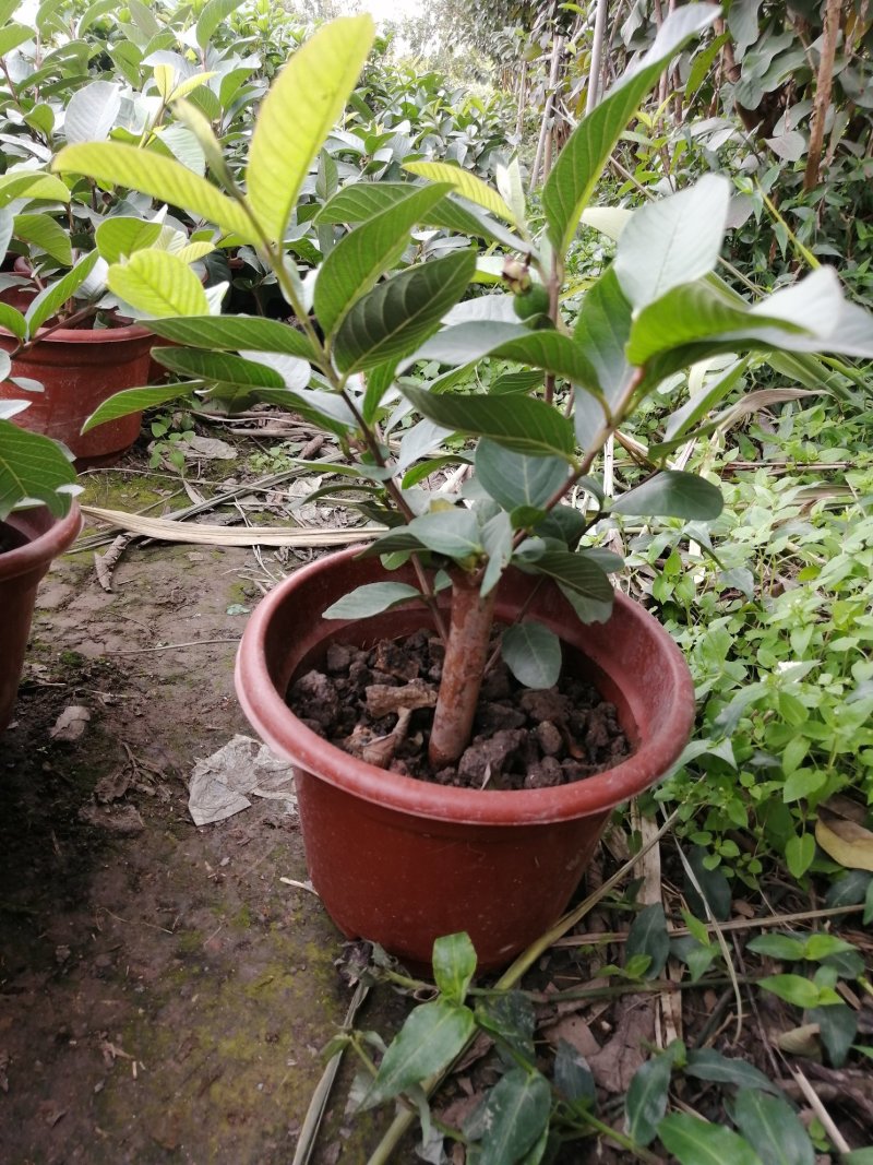 台湾四季番石榴树家庭庭院种植袋种盆种开花带果