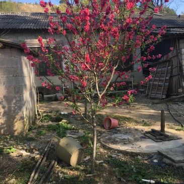 出售桃花苗