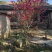 出售桃花苗