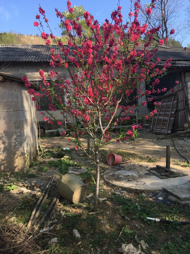 出售桃花苗