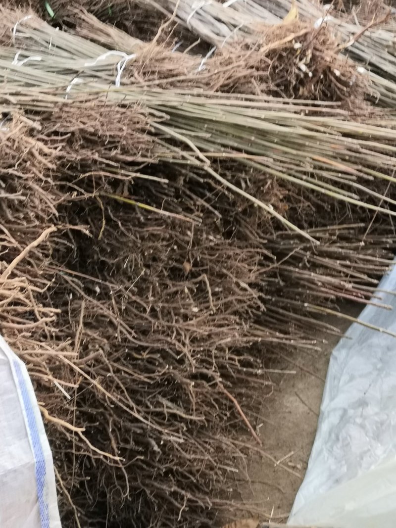 红油香椿苗价格泰山红油香椿树苗基地大棚香椿苗包技术