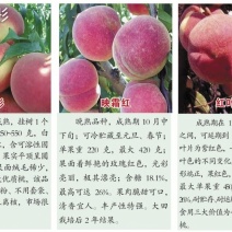 桃树苗自家一手货源价格低货量大品种多规格齐无病害可检验