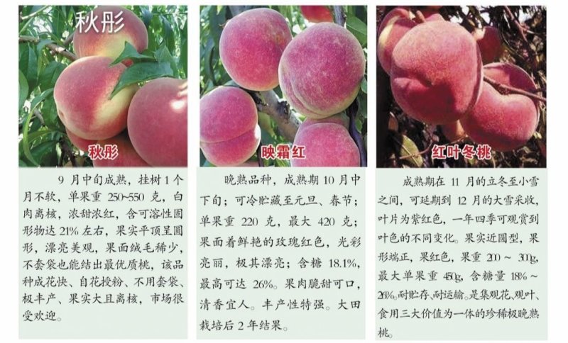 桃树苗自家一手货源价格低货量大品种多规格齐无病害可检验