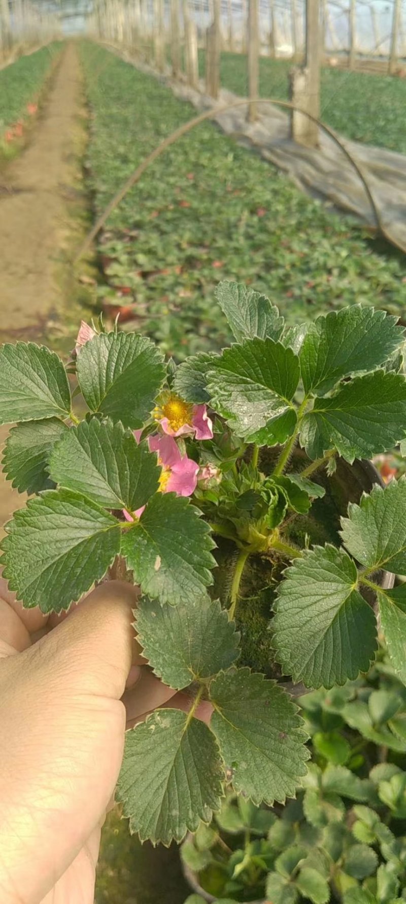 草莓苗