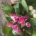 报春花