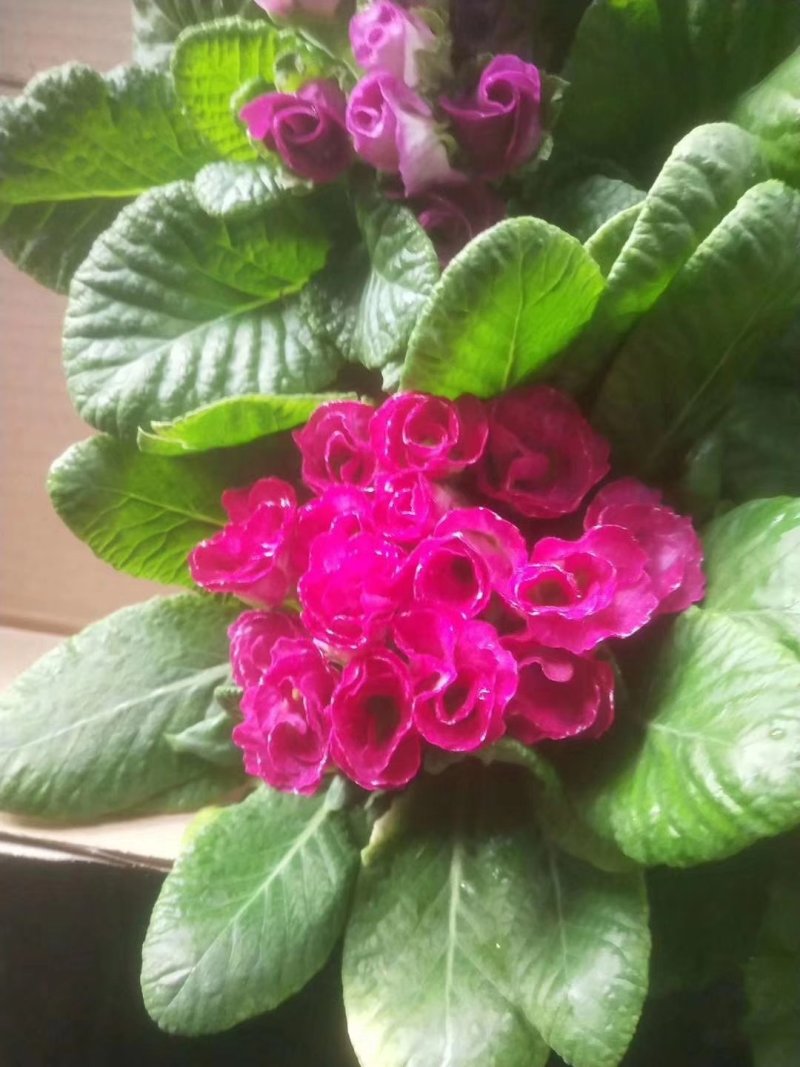 报春花