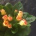 报春花