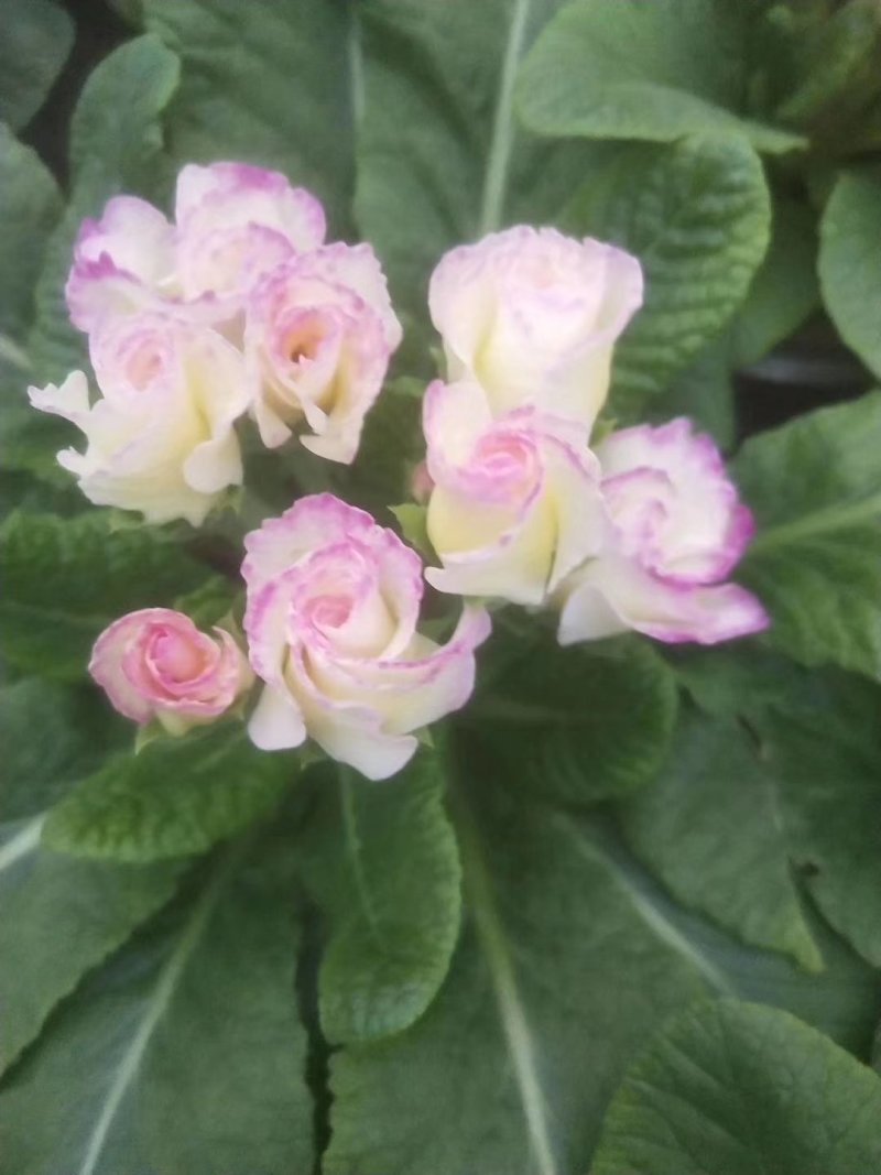 报春花
