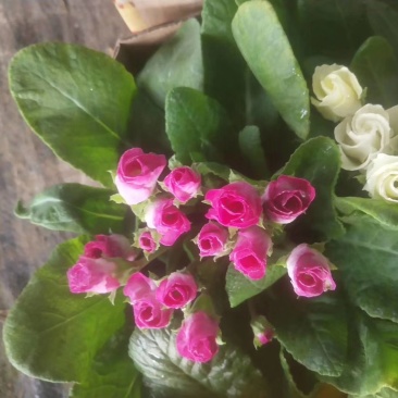 报春花