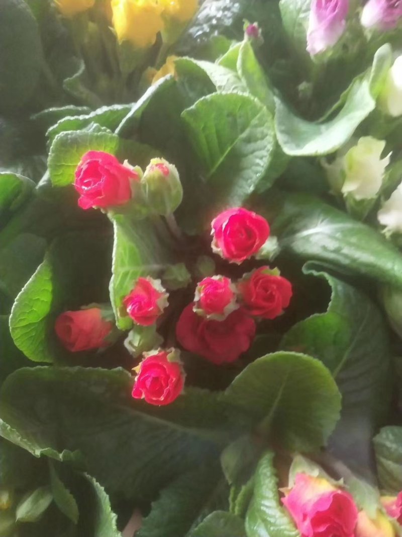 报春花