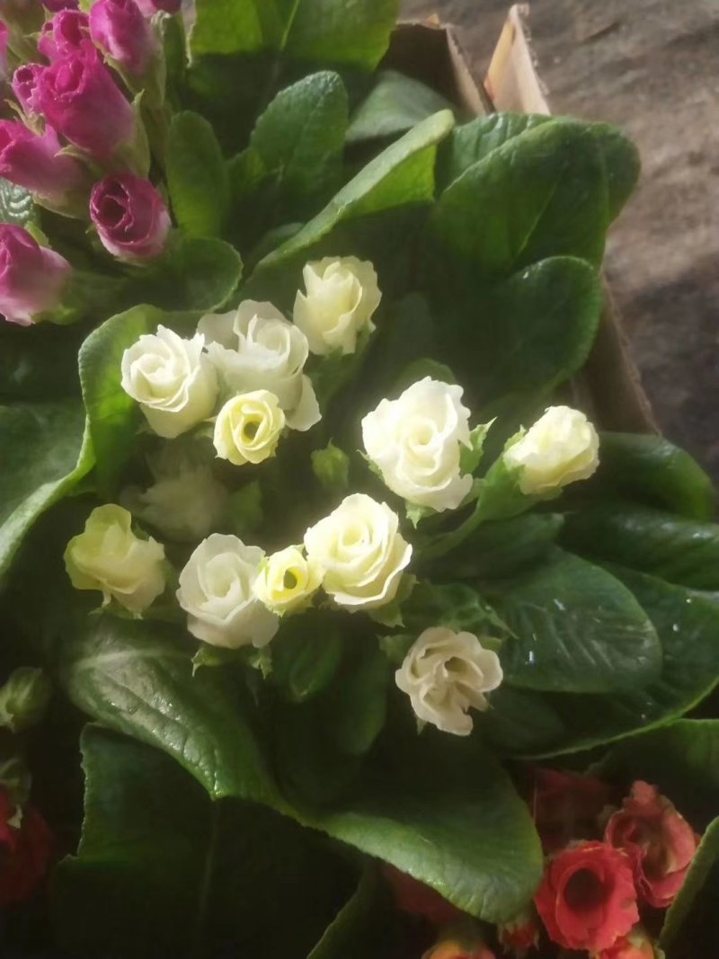 报春花
