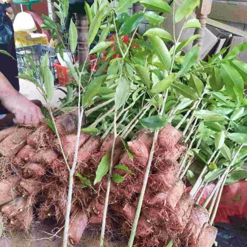 沉香苗奇楠嫁接苗沉香小苗