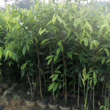 沉香苗奇楠嫁接苗沉香小苗