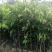 沉香苗奇楠嫁接苗沉香小苗