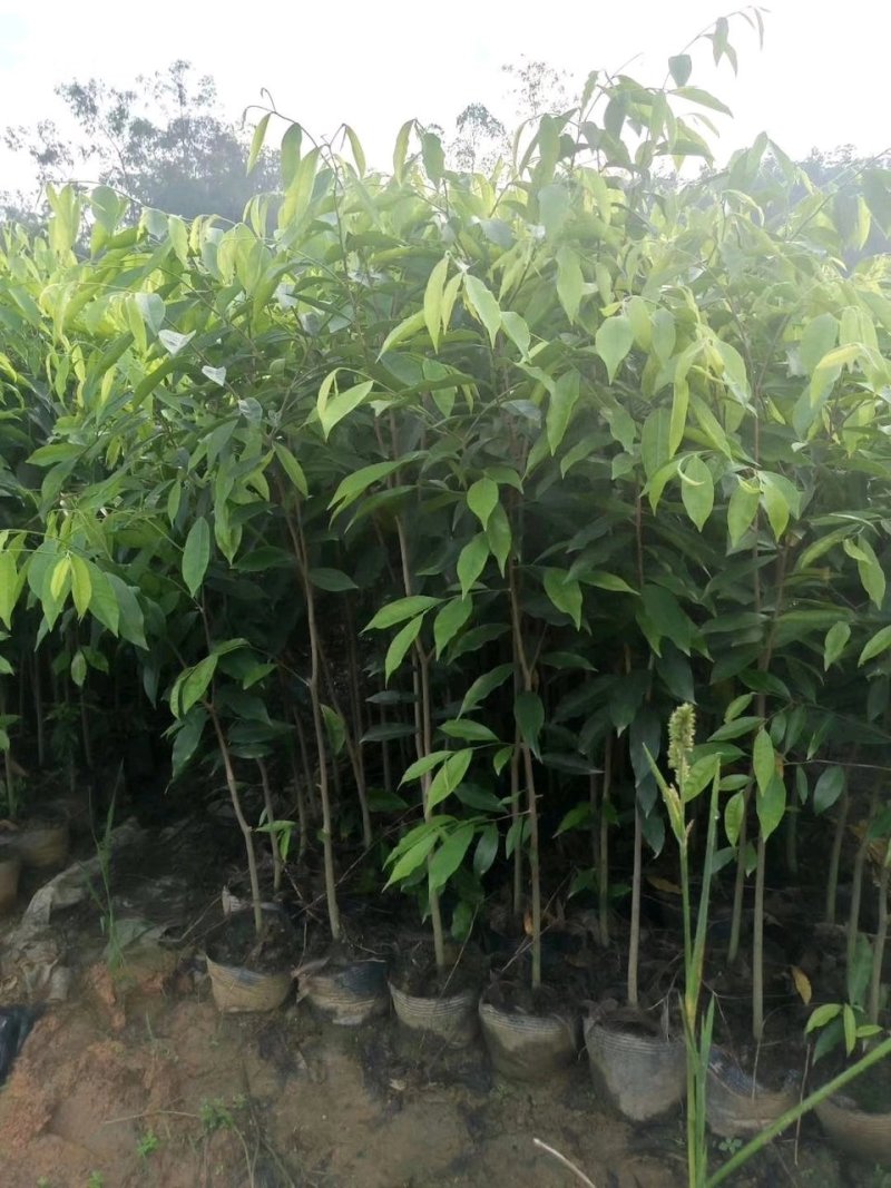 沉香苗奇楠嫁接苗沉香小苗