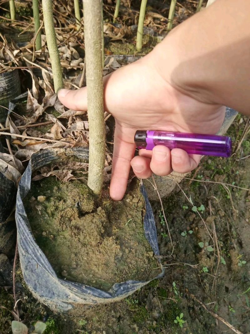 沉香苗奇楠嫁接苗沉香小苗