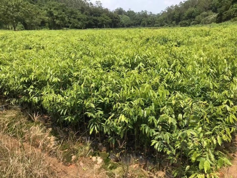 沉香苗奇楠嫁接苗沉香小苗