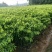 沉香苗奇楠嫁接苗沉香小苗