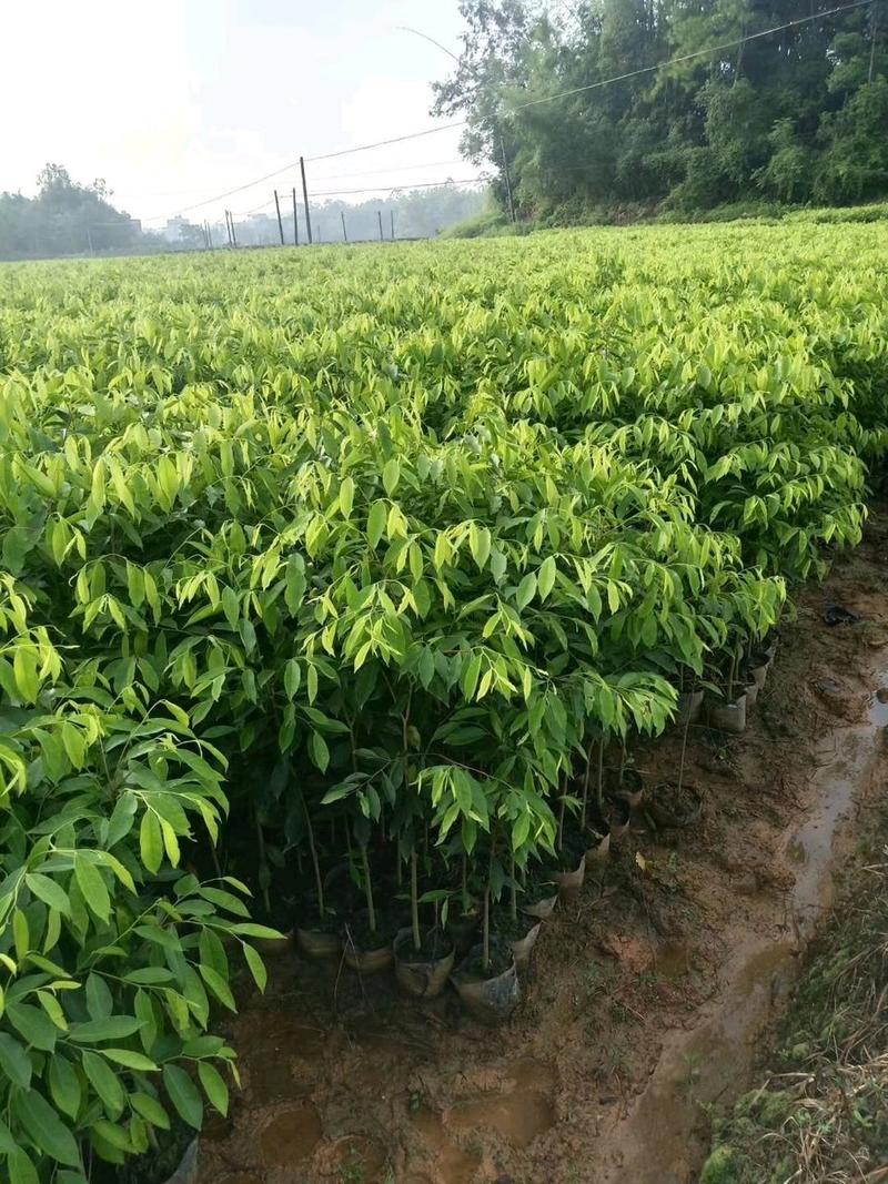 沉香苗奇楠嫁接苗沉香小苗