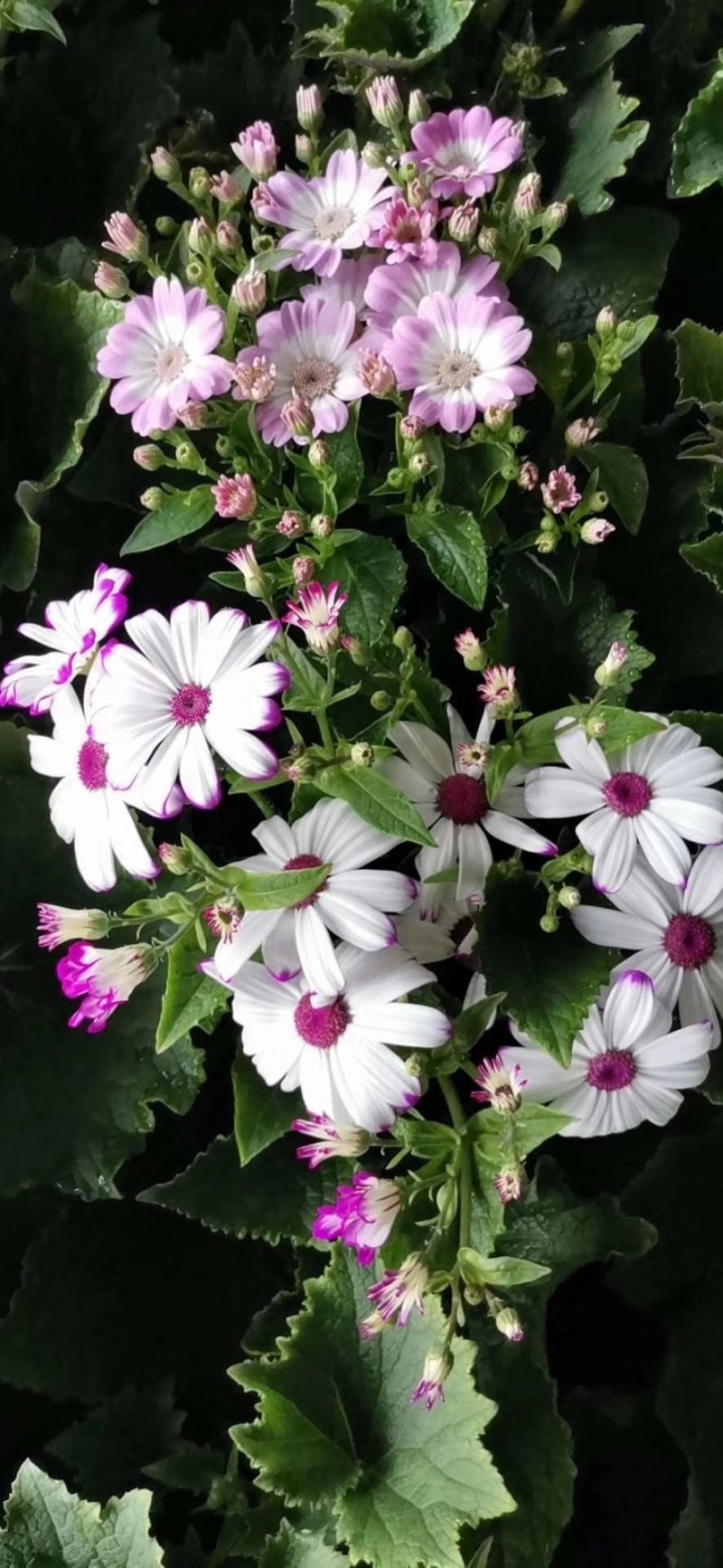 瓜叶菊