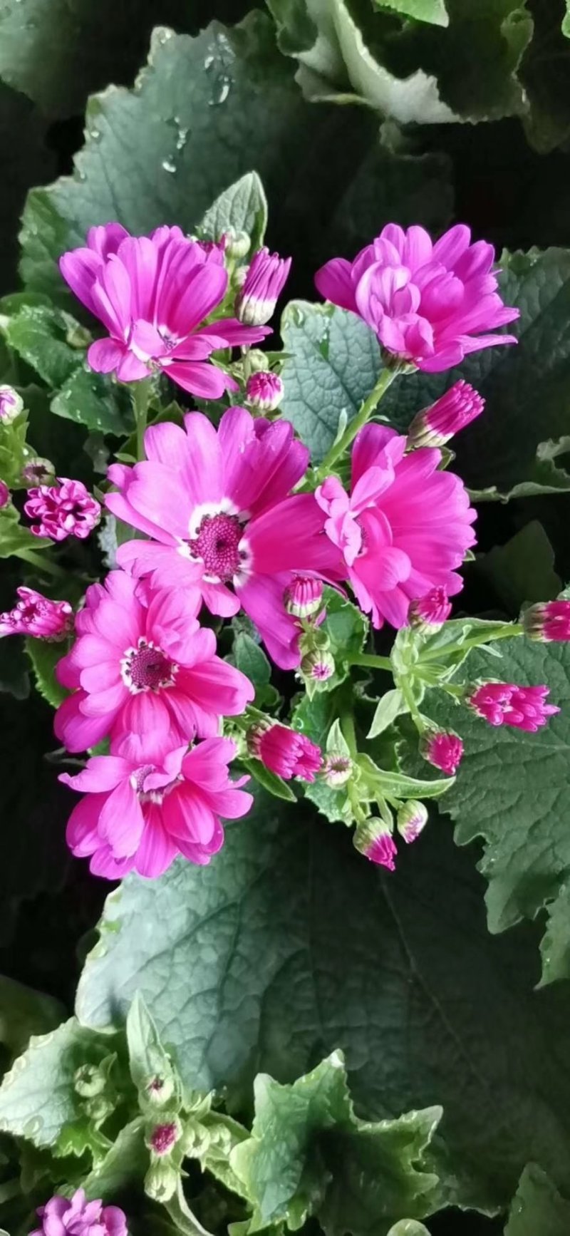 瓜叶菊