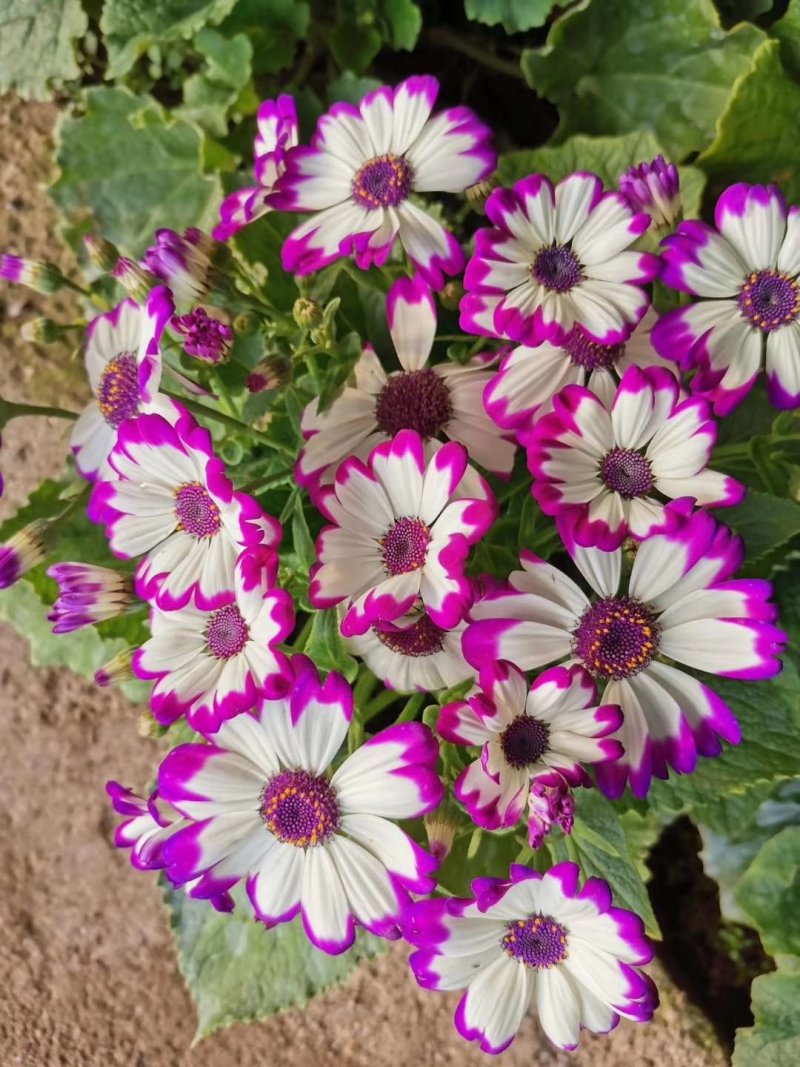 瓜叶菊