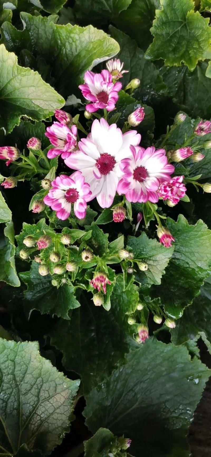 瓜叶菊