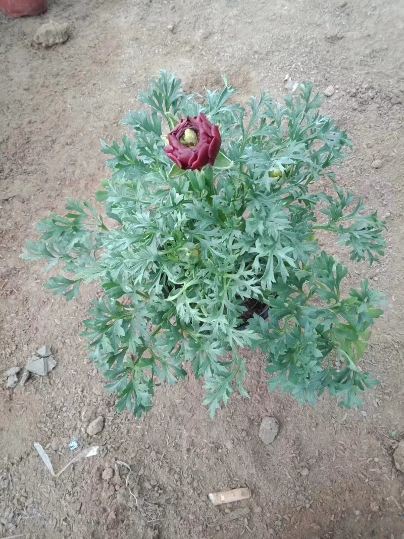 芹叶牡丹