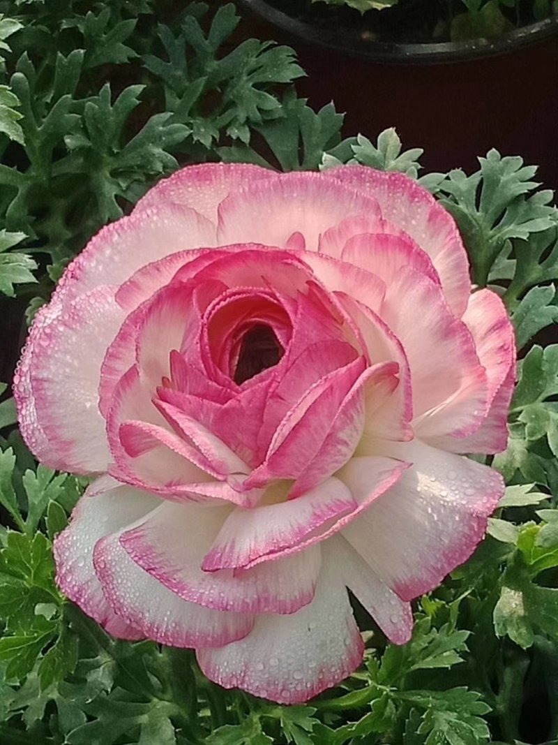 芹叶牡丹