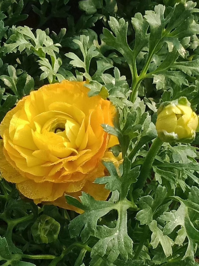 芹叶牡丹
