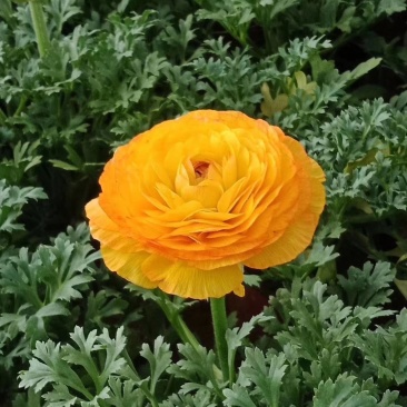 芹叶牡丹