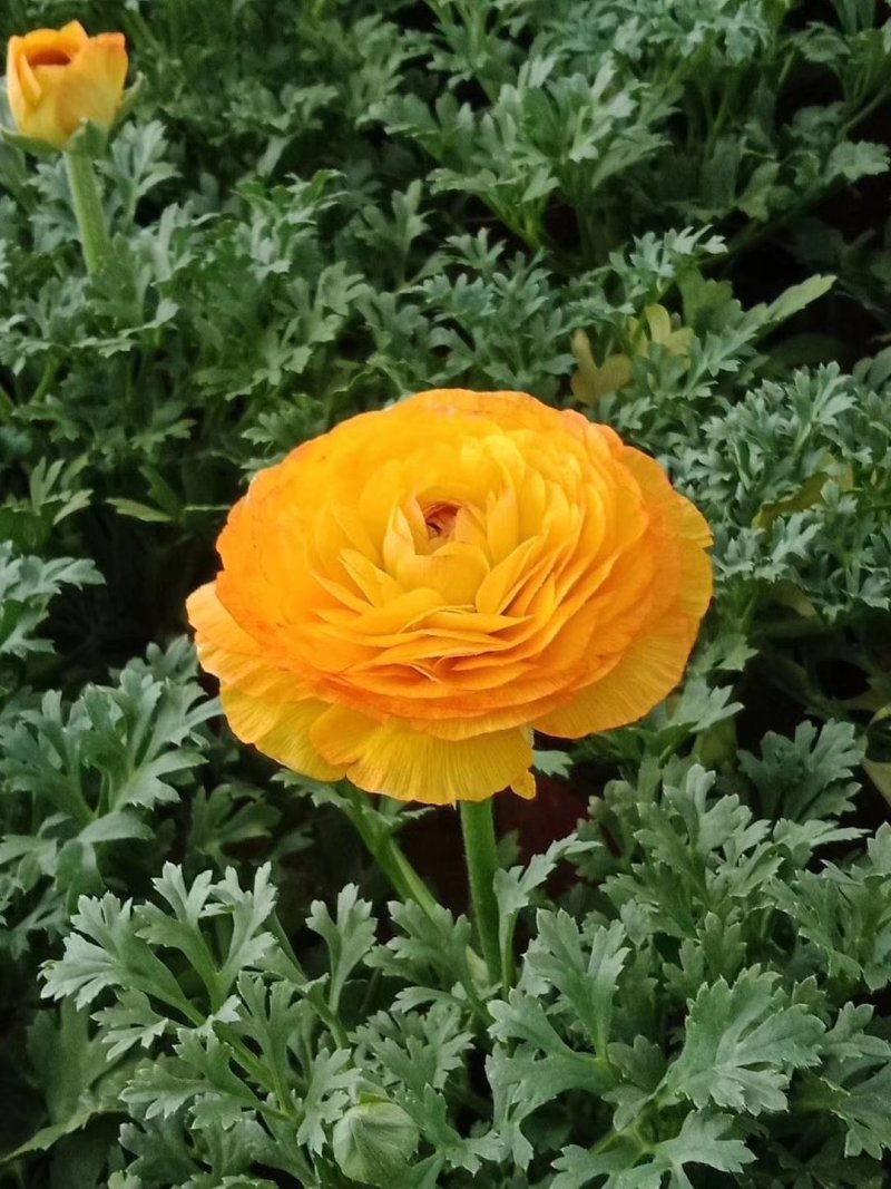 芹叶牡丹