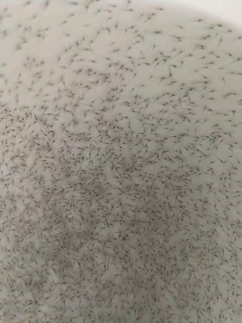 对虾苗/南美对白虾苗/草虾苗/河虾苗/纯淡水美白对虾