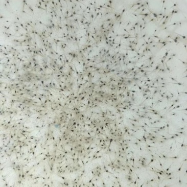 对虾苗/南美对白虾苗/草虾苗/河虾苗/纯淡水美白对虾