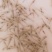 对虾苗/南美对白虾苗/草虾苗/河虾苗/纯淡水美白对虾