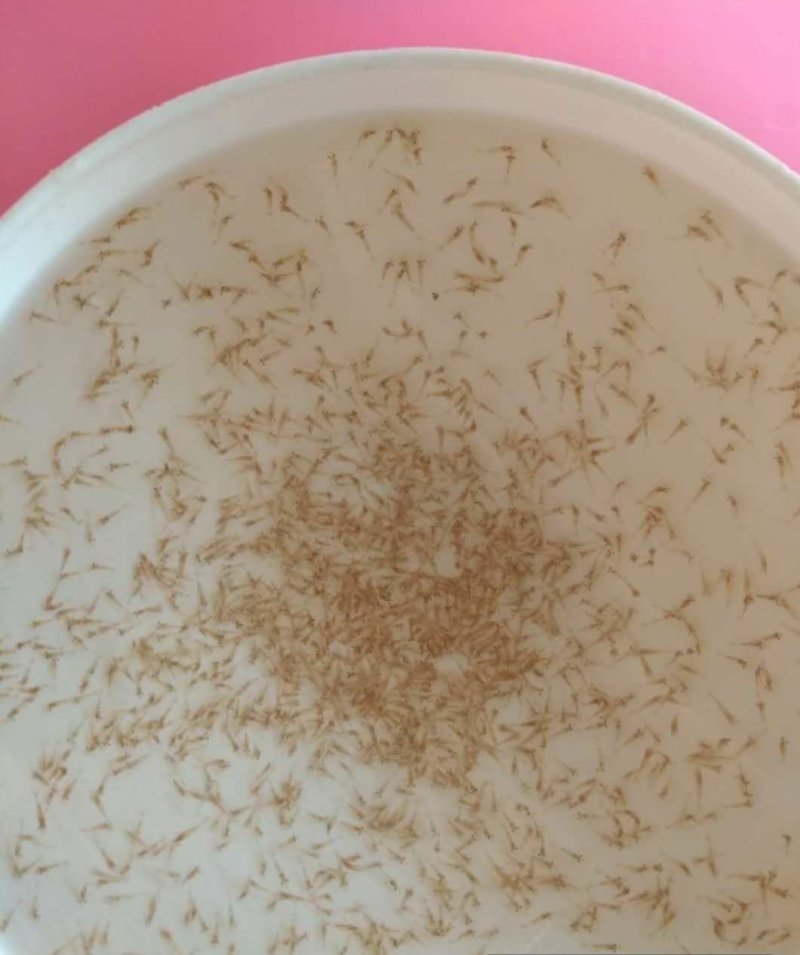 【推荐】对虾苗/中国对白虾，南美对白虾，全国包邮。