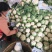 菜花，乳白紧花，单个1--3斤现货日供20万斤