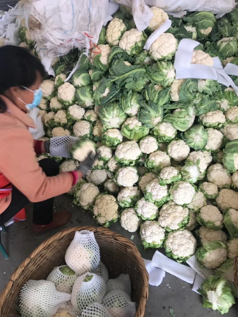 菜花，乳白紧花，单个1--3斤现货日供20万斤