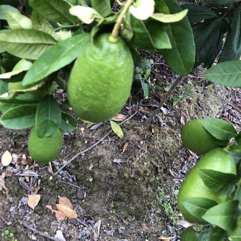 无籽青柠檬苗当年结果包邮