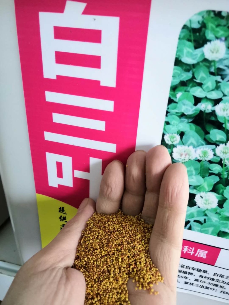 进口红三叶草种子白三叶草种子四季长青果园绿肥草坪种子