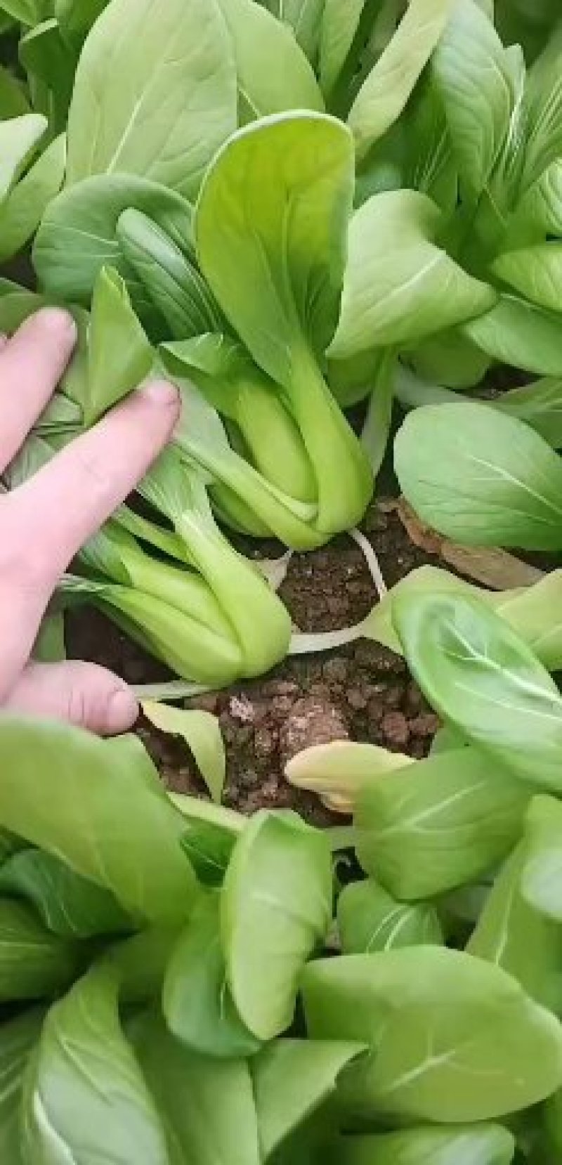 上海青，精品小白菜，山东油菜代收代办全国发货