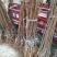 金太阳杏树苗基地现挖现发死苗补发两证一签包邮可开票