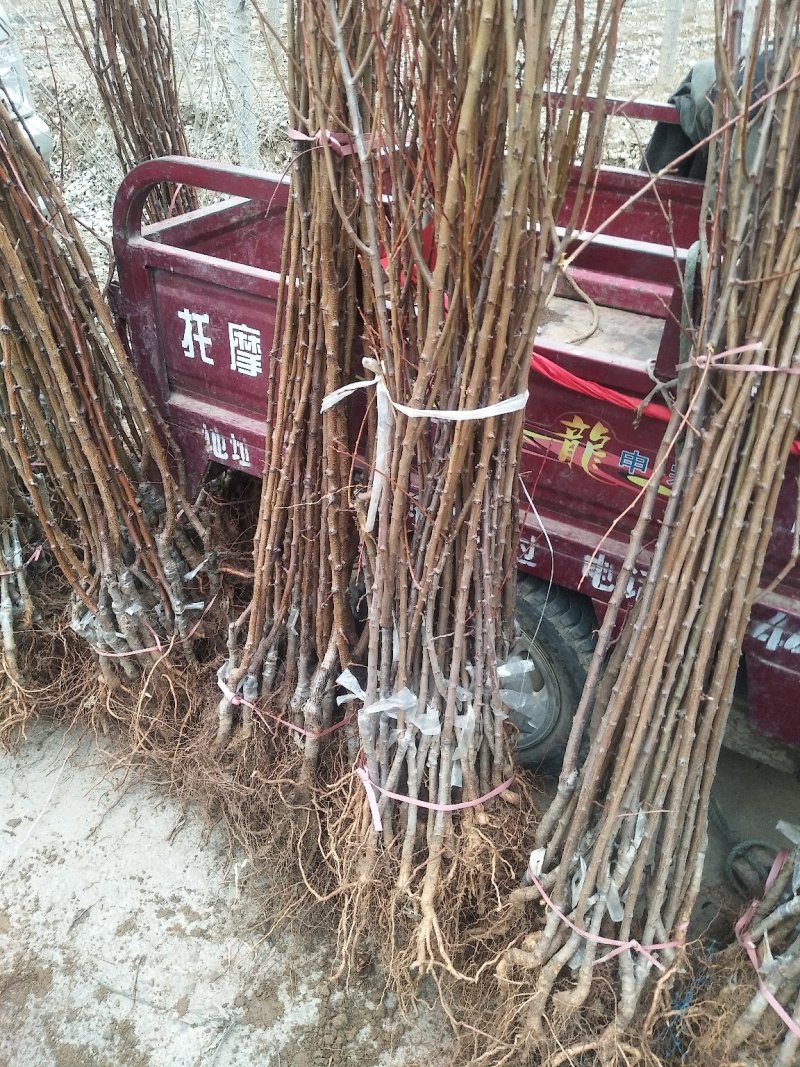 金太阳杏树苗基地现挖现发死苗补发两证一签包邮可开票
