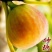 波姬红无花果苗～含糖量高-产品优-好成活-假一赔十