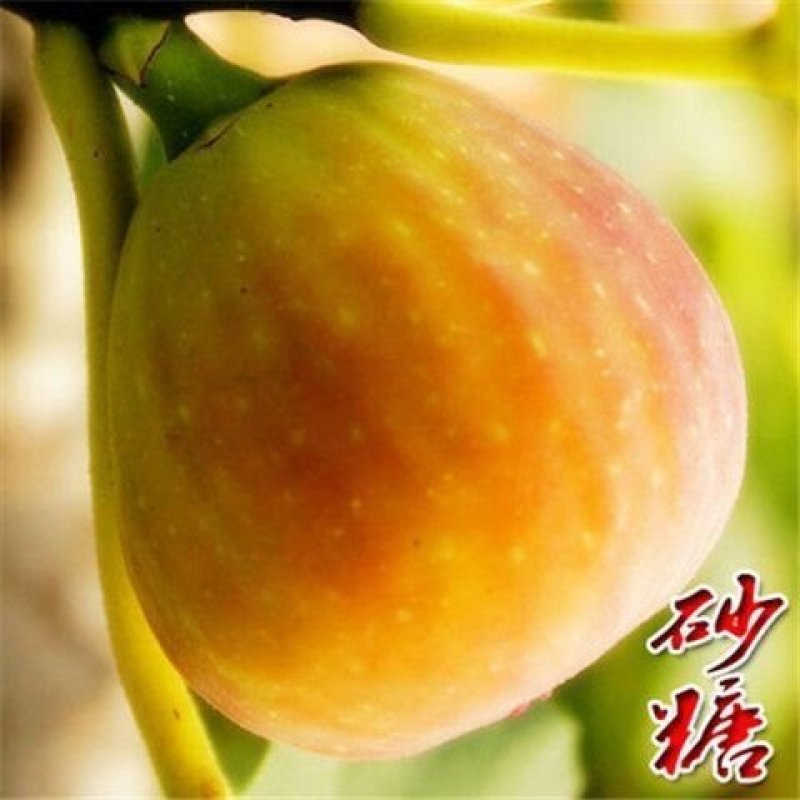 波姬红无花果苗～含糖量高-产品优-好成活-假一赔十